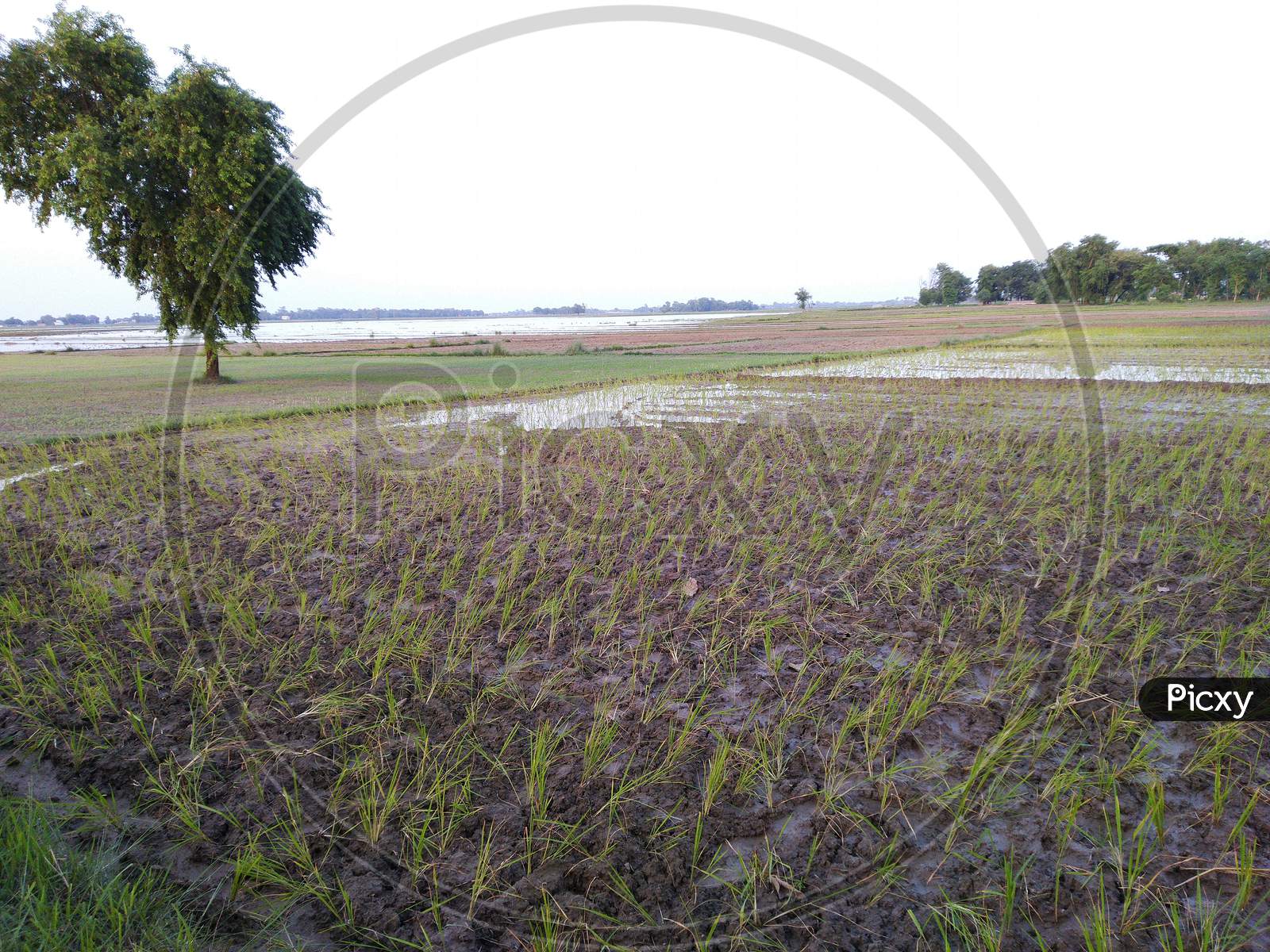 Dhaan crop in rainy season