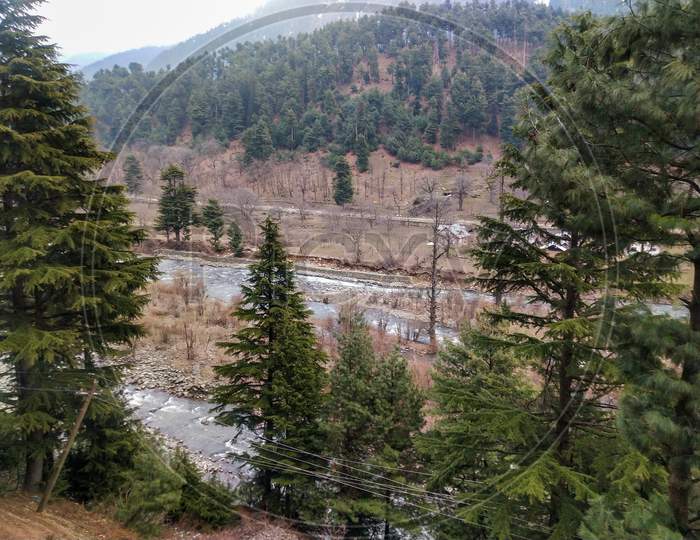Pine trees and river