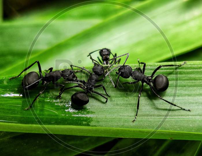 Ants are having the Meeting.