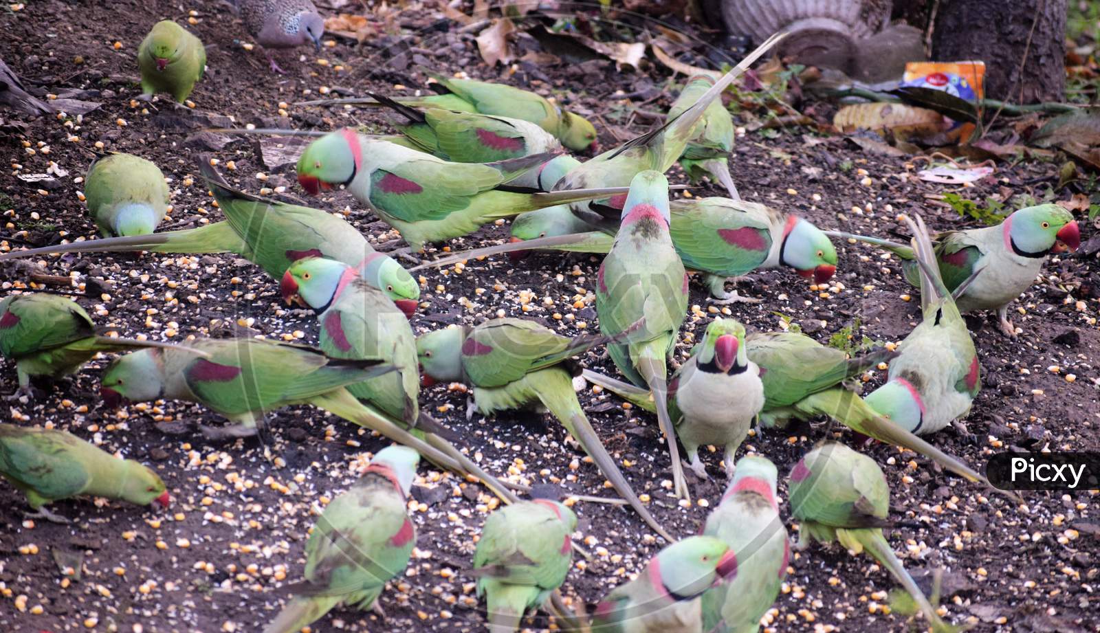 Parakeet eating grain in group