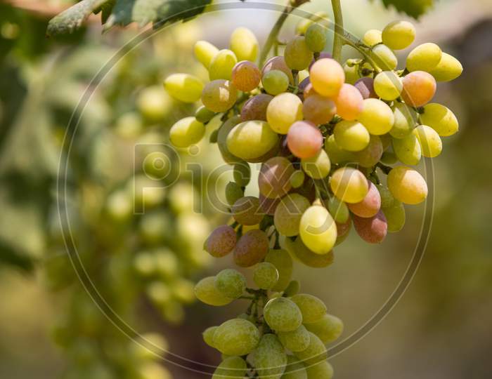 Close-up of bunches of ripe red wine grapes on vine