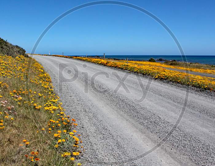 A Deserted Road With Bright Yellow Flowers On Either Side Passes Close To The Ocean At Cape Palliser, North Island, New Zealand