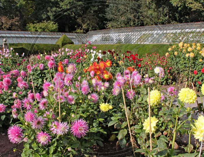 Many Varieties Of Dahlia Growing In An English Country Garden.