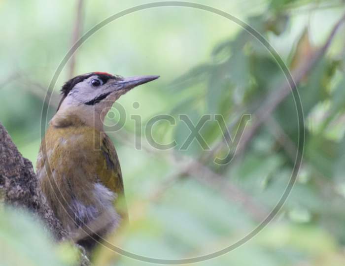 Bird (Grey-headed woodpecker) in vegetation