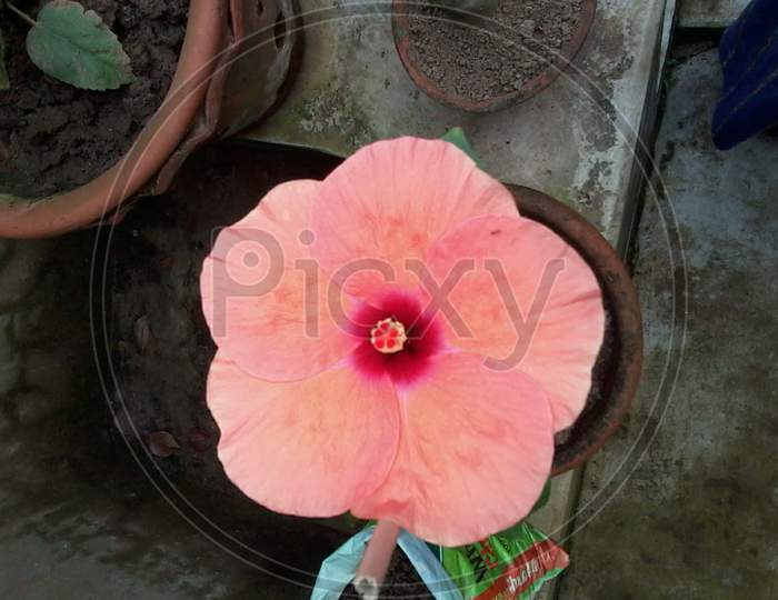 Chinese hibiscus malvales flowering plant. Orange flower selective focus