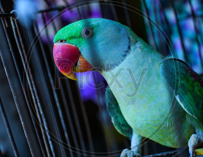 Parrot Sitting Inside Cage Portrait Image