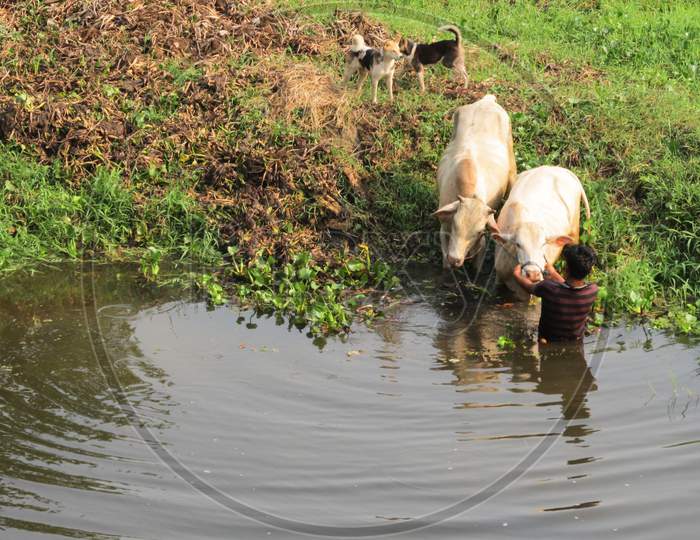 Two cows bath in a pond of Assam.