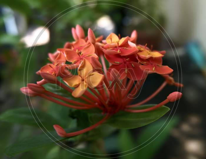 rugmini red flowers Ixora coccinea red Jungle geranium flower with buds