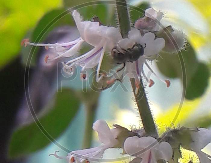 Flies in flower