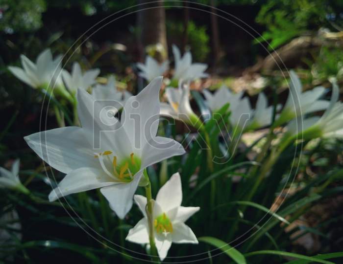 Amaryllis belladonna petal white flowering plant. Selective focus with blur background