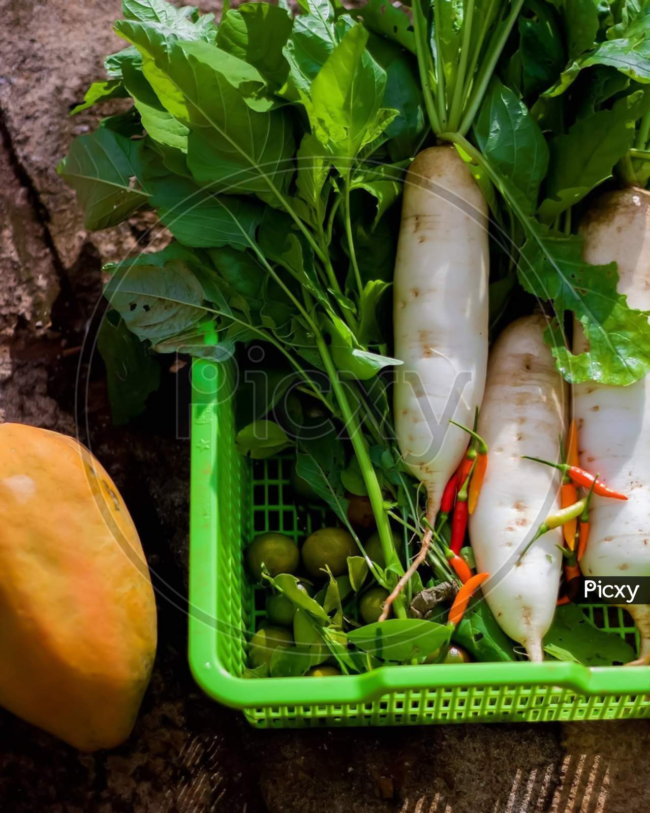 White Radish Is Compared As Ginseng In Vegetable Family In Chinese Traditional Medicine. It Can Promote Digestion And Prevent Food Retention. And There Is An Interesting Saying That White Radish Is The Best Food In Winter Just The Same As Ginger In Summer.