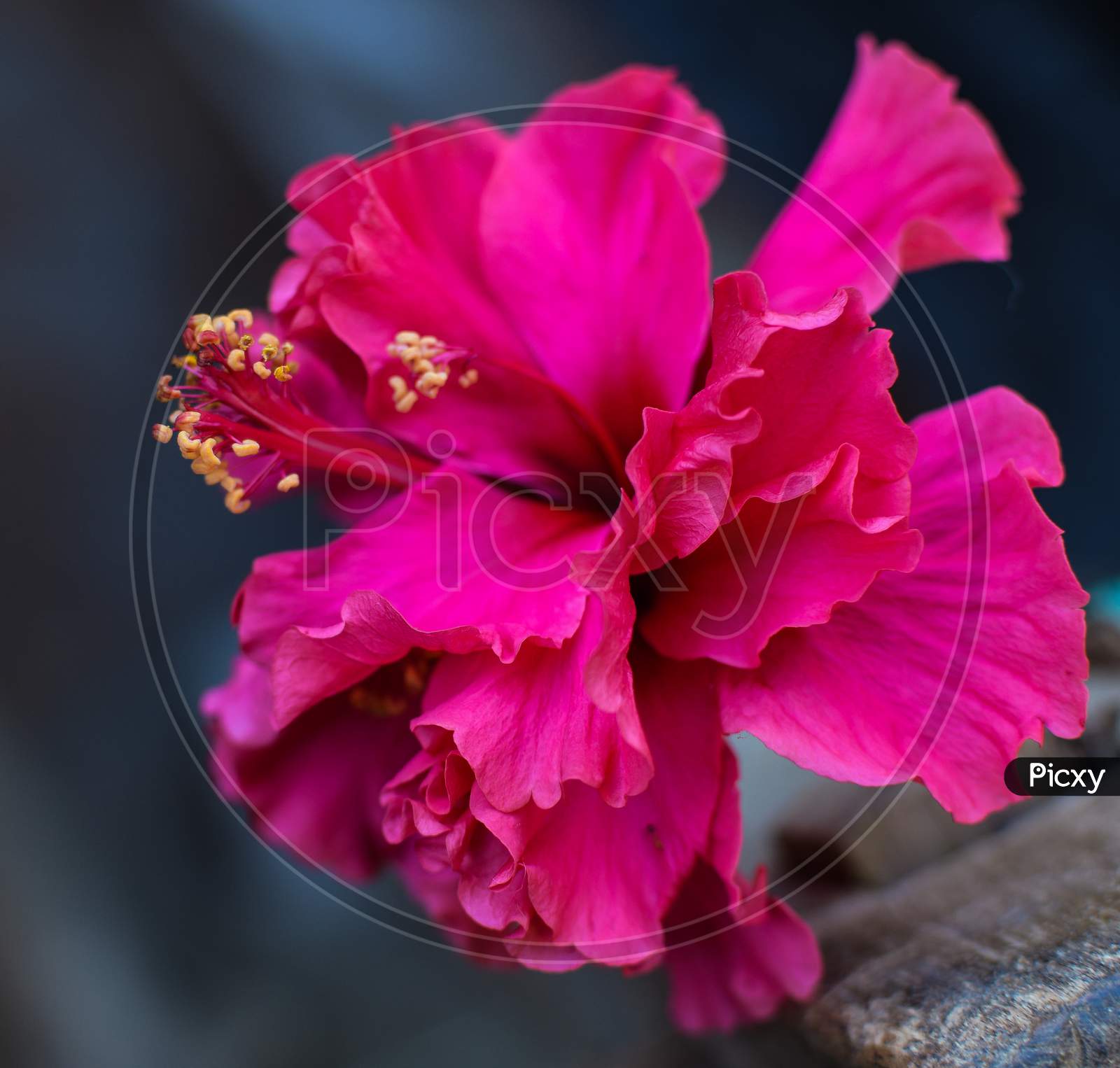 Chaina Rose Pink Flower On Dark Background