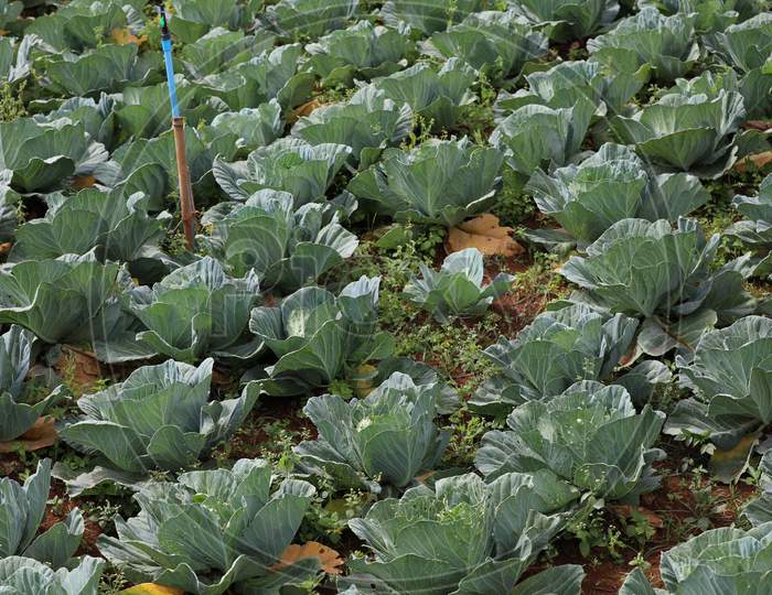 Fields of Cabbage