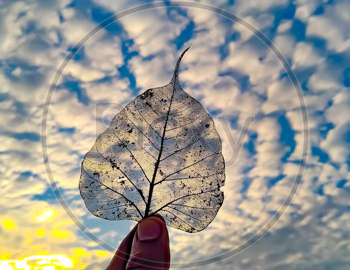 Heart Shape Dry Peepal leaf with sunset background and sunshine and blue sky