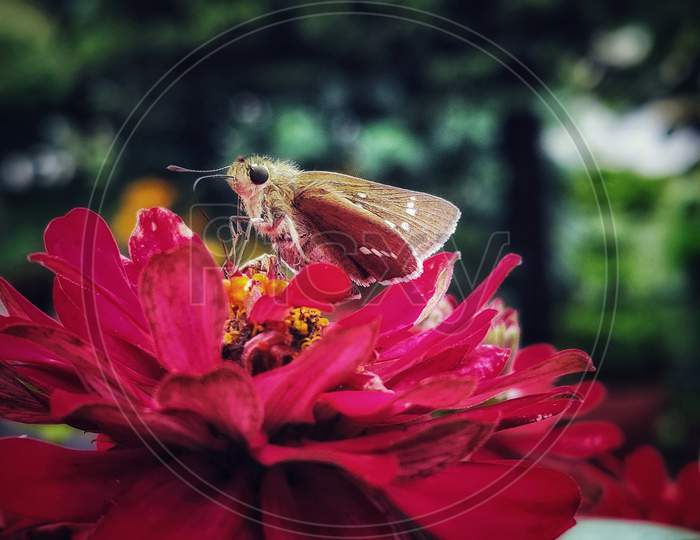 Beautiful Butterfly on the Red Flower.