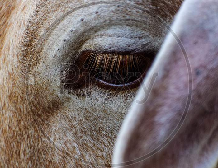 beautiful eye of cow