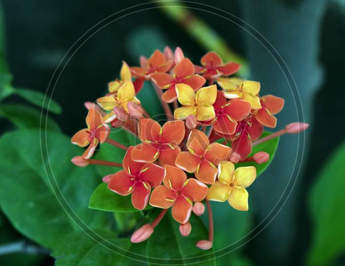 Ixora coccinea red Jungle geranium flower with buds four petals