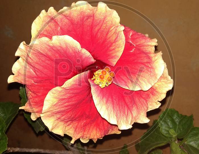 Pink and yellow mixing Chinese hibiscus flowering plant selective focus