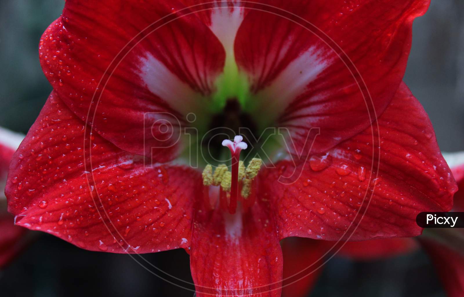 Close up of a Beautiful Red Amaryllis Flower.