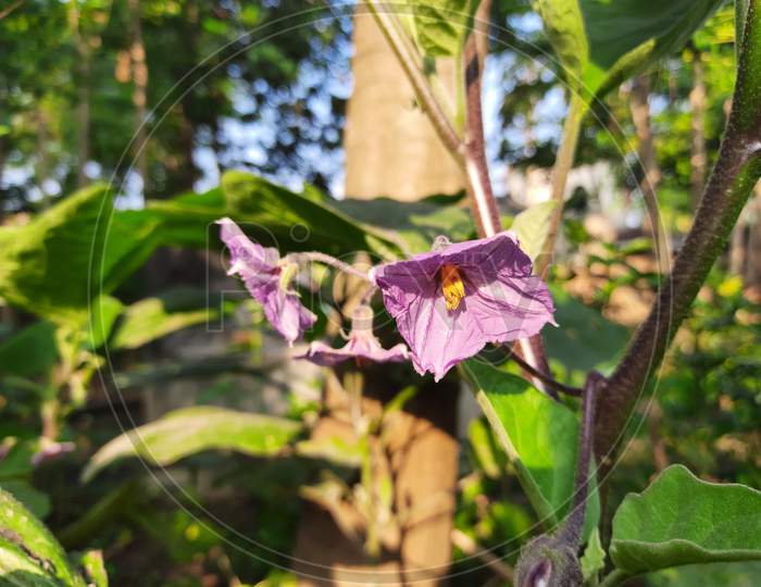 This is a brinjal or eggplant flowers.