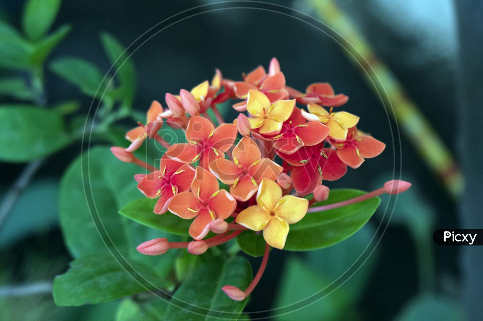 Ixora coccinea red Jungle geranium flower with buds