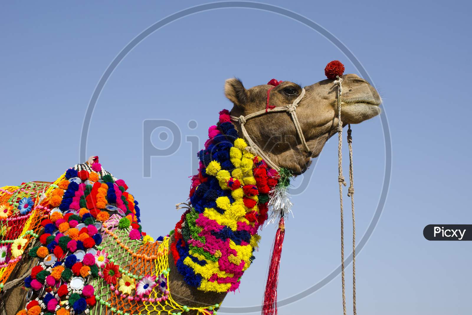decorated camel portrait at pushkar camel fair rajasthan
