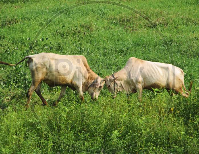 Two cow fight in a green field of Rural area.