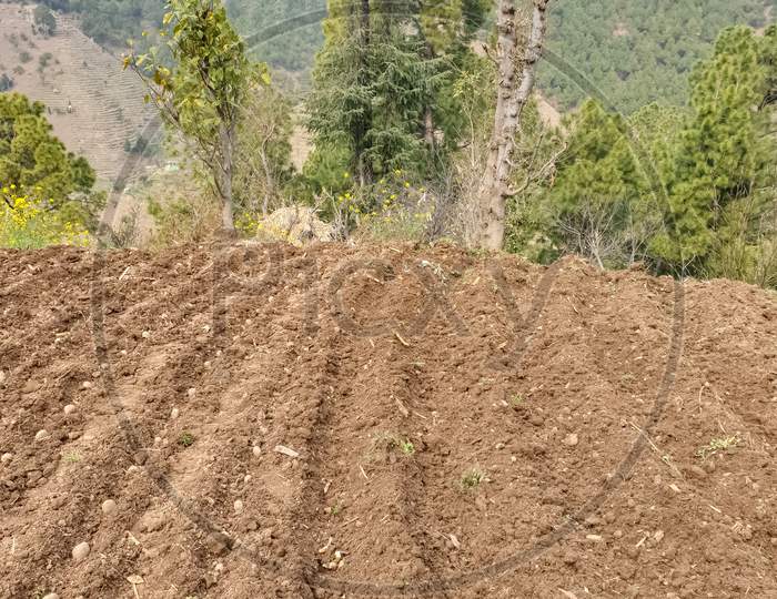 sowing potatoes in terracing farm with trees and beautiful green mountains in background in hilly area of Himachal pradesh, India