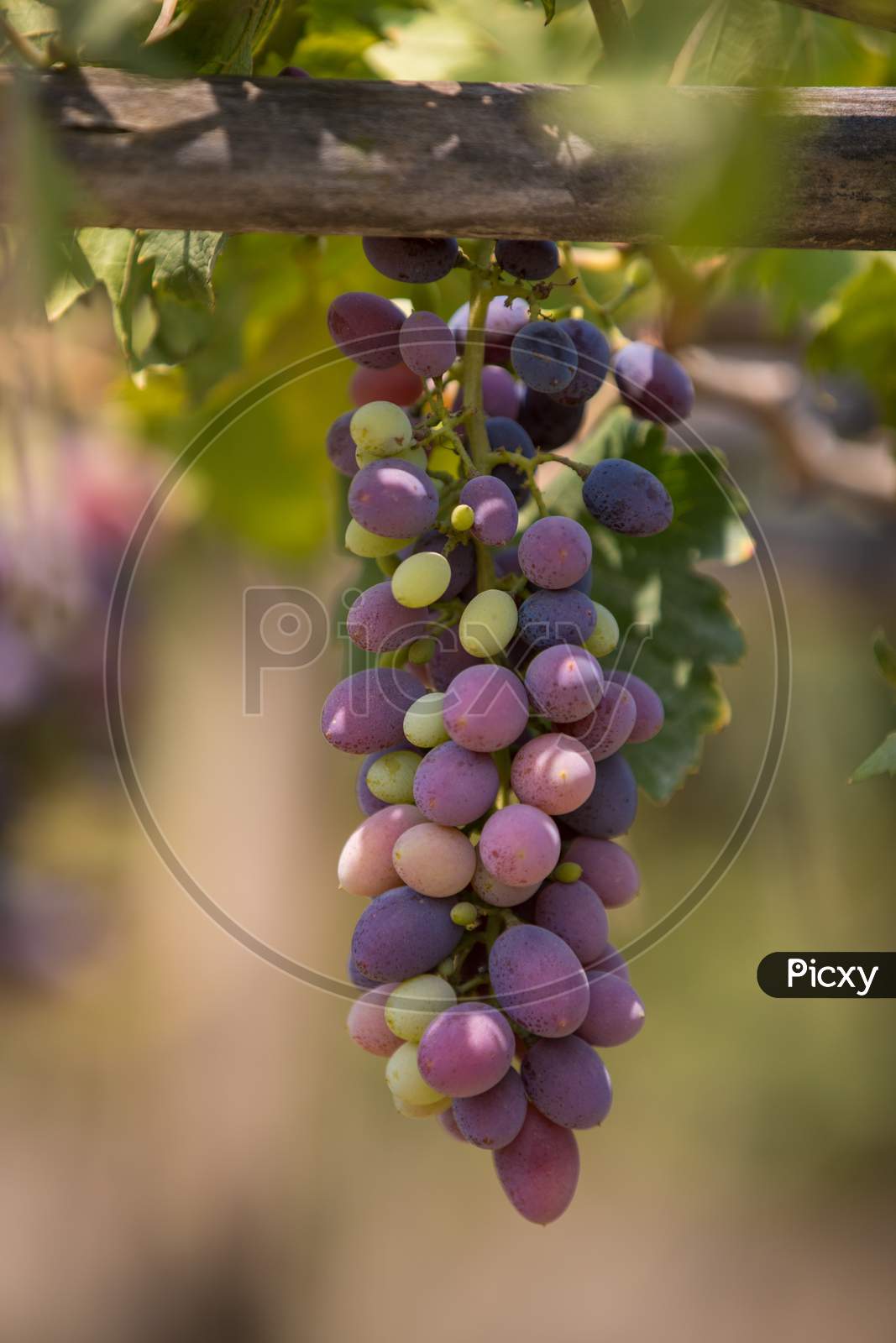 Close-up of bunches of ripe red wine grapes on vine