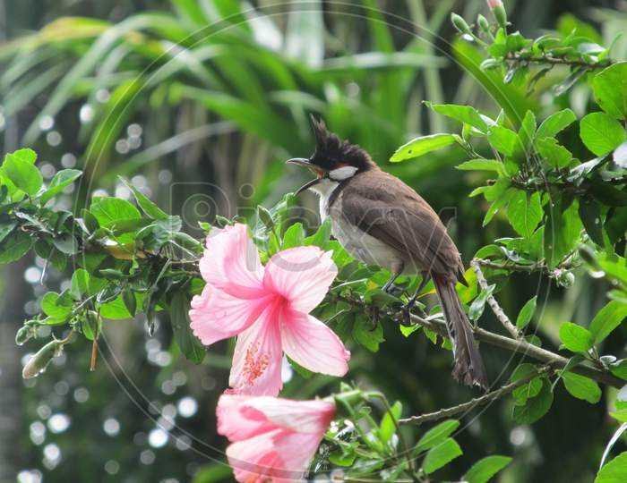 A Common Bulbul bird sits on a Flowering tree branch.
