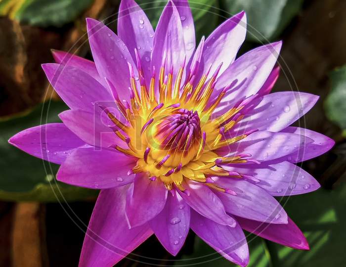 A beautiful lotus flower blooming in its fullest beauty...