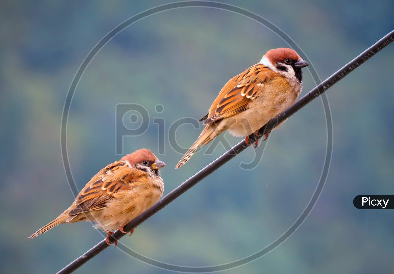 Cute Sparrow Couples Sitting on the Wire.