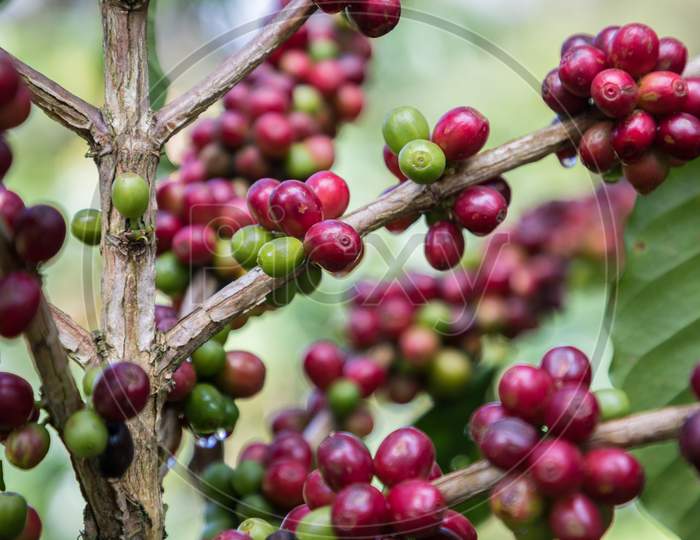coffee beans on the tree