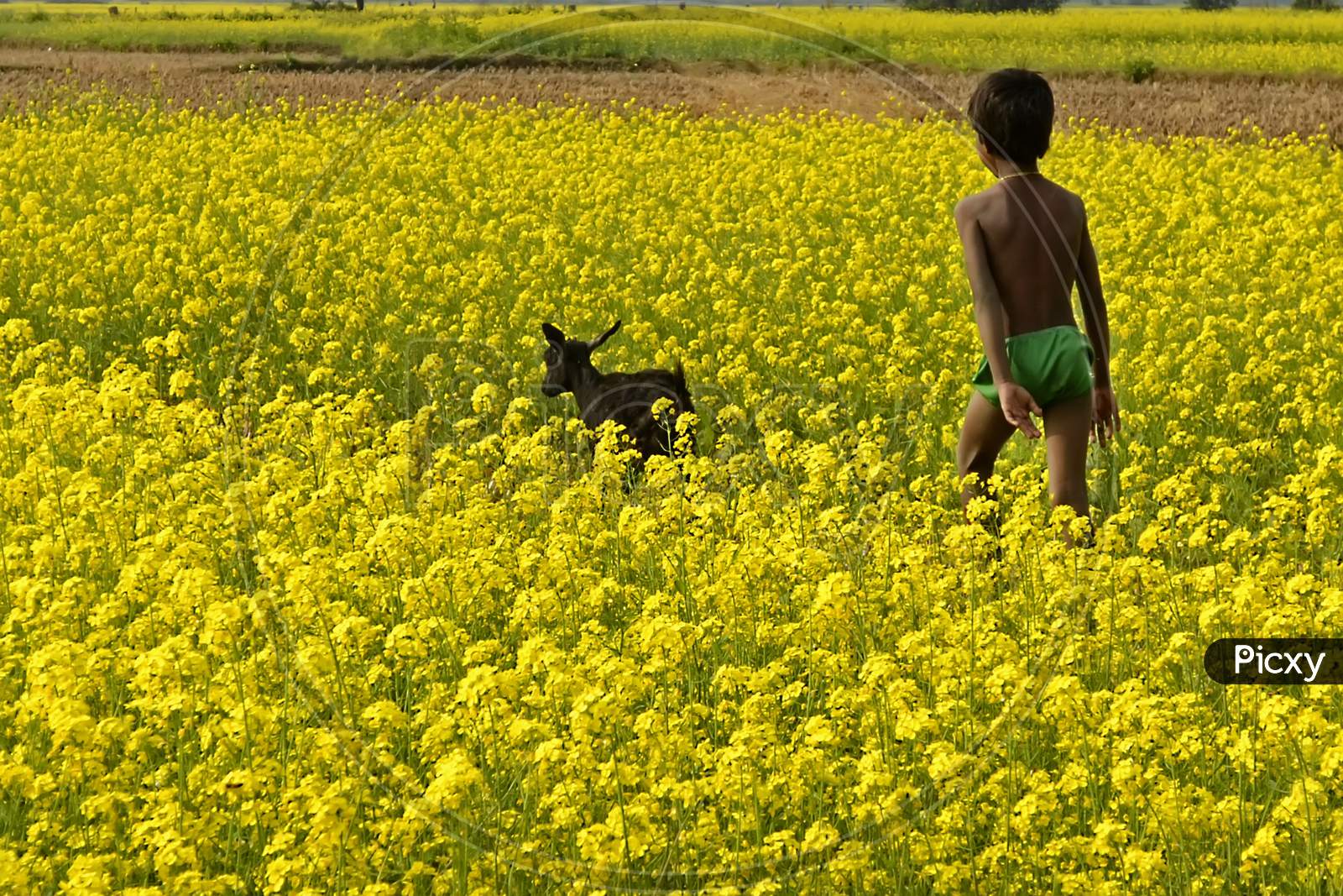 A boy walking in mustard field