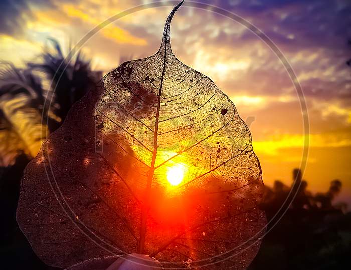 Heart Shape Dry Peepal leaf with sunset background and sunshine
