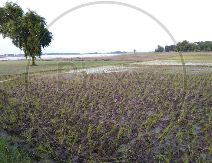 Dhaan crop in rainy season