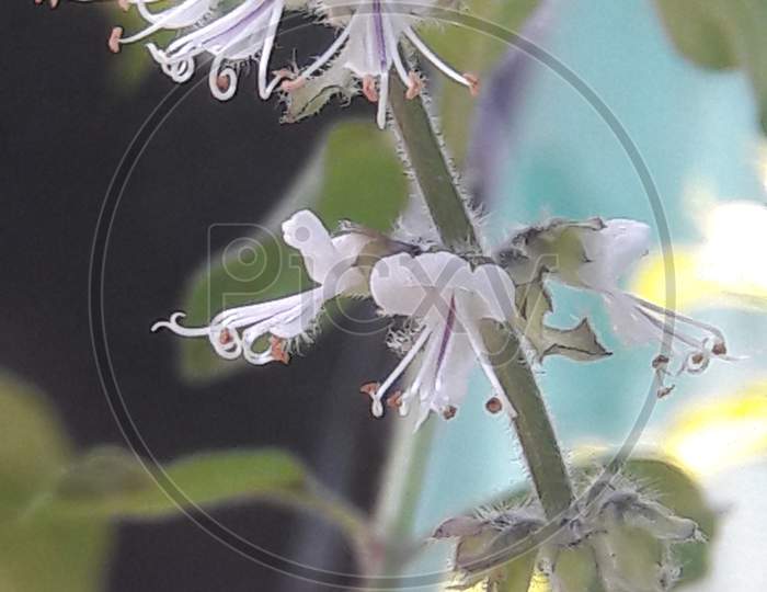White flower of basil