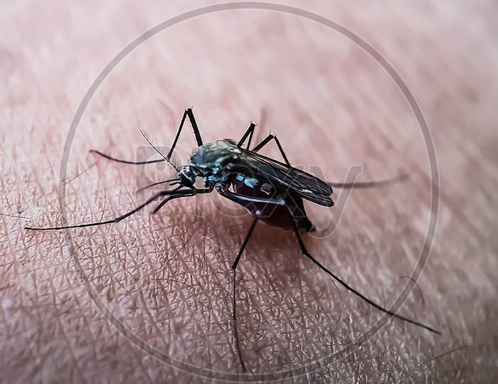 A Mosquito Sitting On The Human Body And Eating Blood.