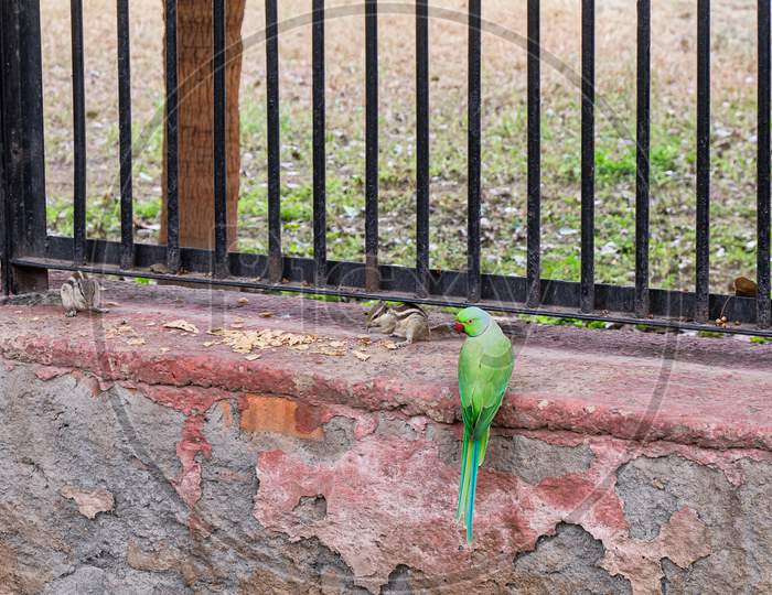 The Rose-Ringed Parakeet (Psittacula Krameri), Also Known As The Ring-Necked Parakeet And Northern Palm Squirrels (Funambulus Pennantii), Very Common Wildlife In The Streets Of New Delhi, India