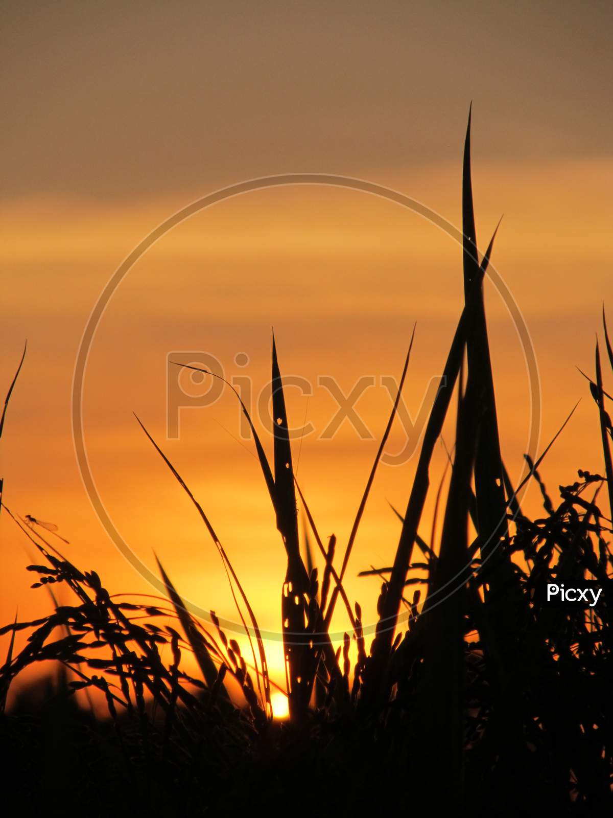 Sunset in a Paddy field Of Assam.