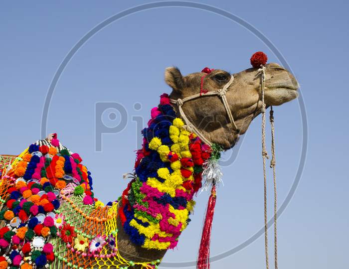 decorated camel portrait at pushkar camel fair rajasthan