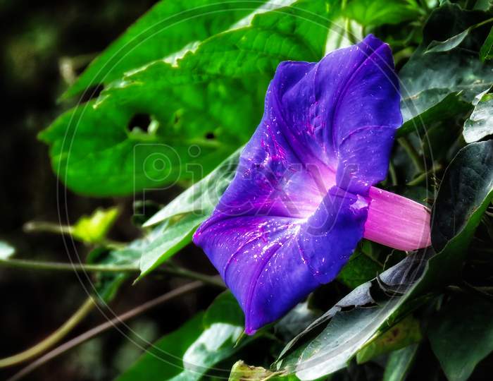 Beautiful Purple color flower.