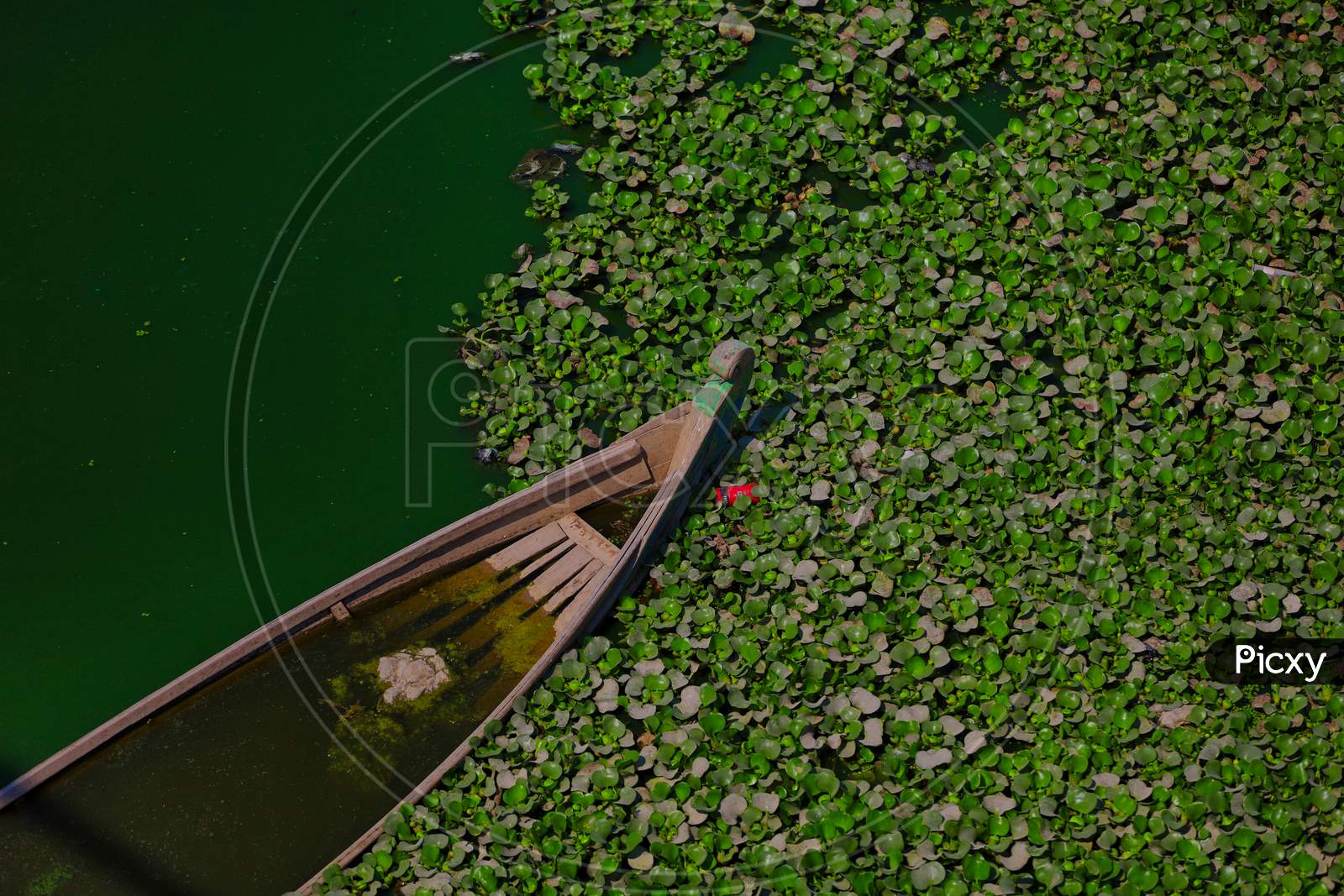 A Broken Boat in a Lake filled with Water