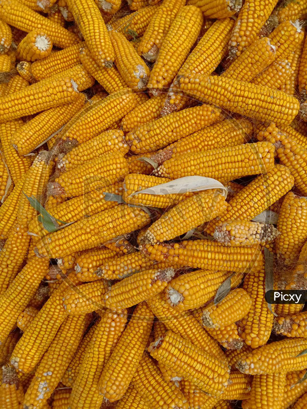 collection of corns in a village.