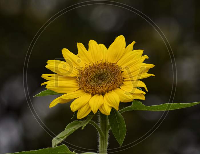 A bright yellow sunflower with natural bokeh in background.