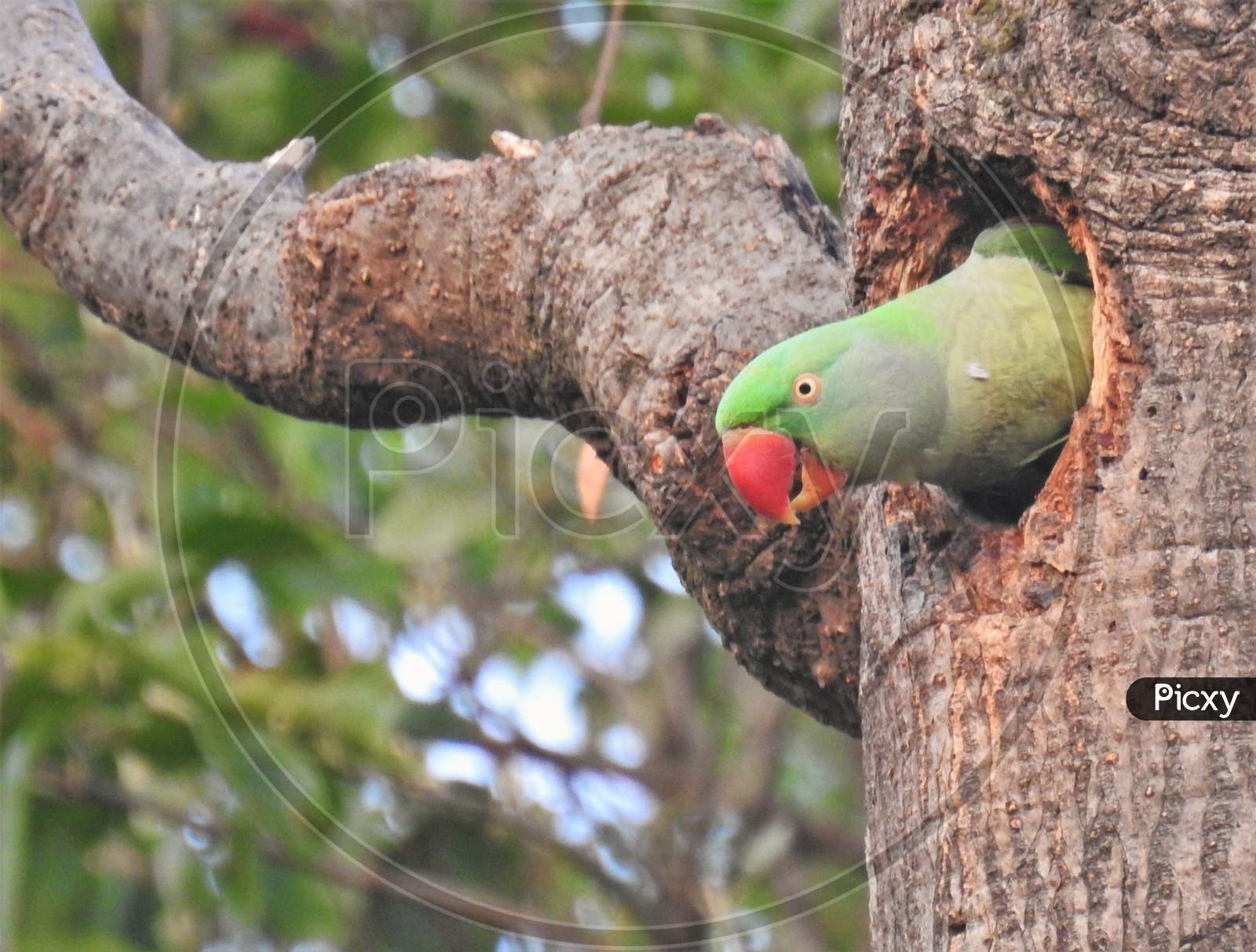 Parakeet testing a hole as nest