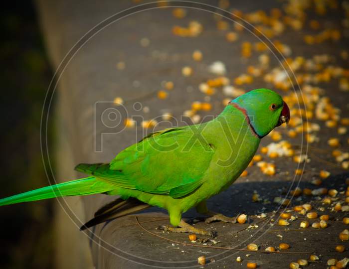 Green Indian Ringneck Parakeet, Colorful Parrot Eating Corn Slice