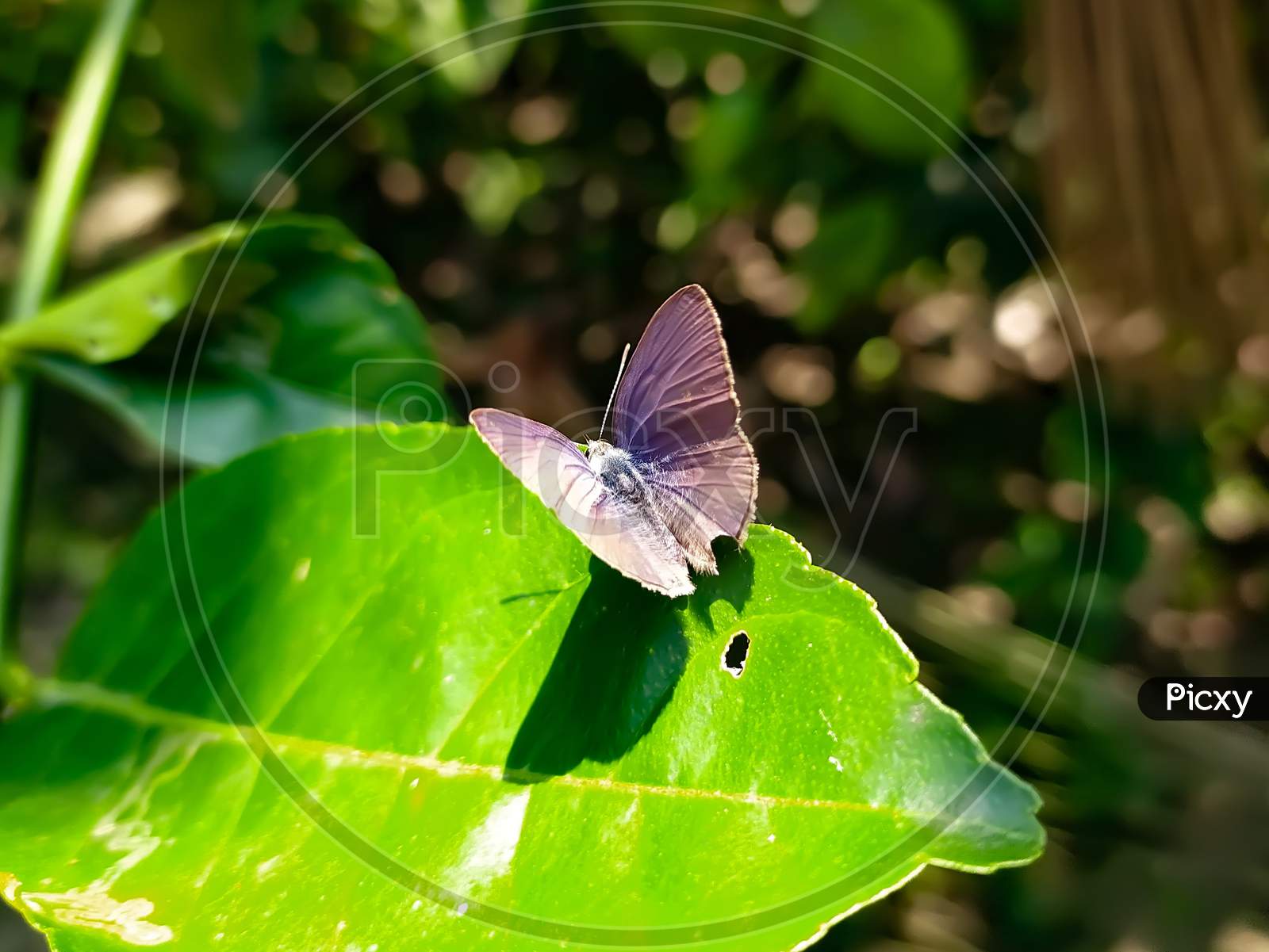 Beautiful butterfly background blur wallpaper