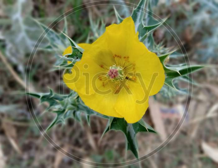 Flower of Mexican prickly poppy, flower