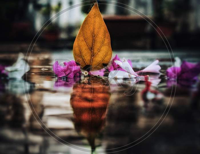A dried leaf with its reflection along with some flowers with blurred background.